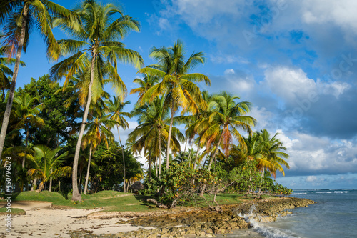 Beautiful palms on a beach in Samana province of Dominican Republic