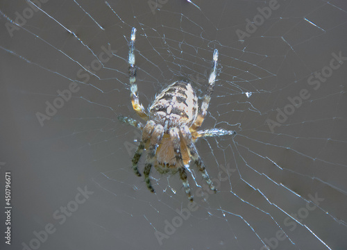 Close up of a small European Garden Spider  Araneus diadematus  in the UK