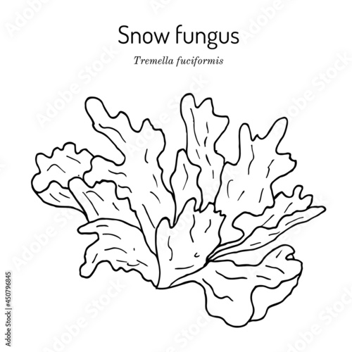 Snow fungus Tremella fuciformis , edible and medicinal mushroom photo