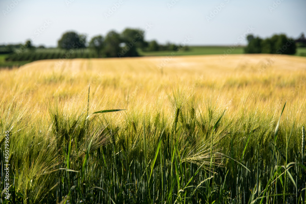 Wheat fields gladiator Limburg Wheat fields gladiator Limburg