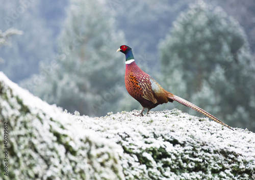 pheasant bird in snow stood on a hedge