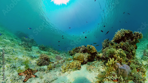 Tropical Seascape Underwater Life. Tropical underwater sea fish. Philippines.