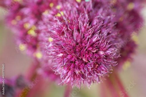 Inflorescence of amaranth plant  full frame. Macro image of crimson amaranth flowers.