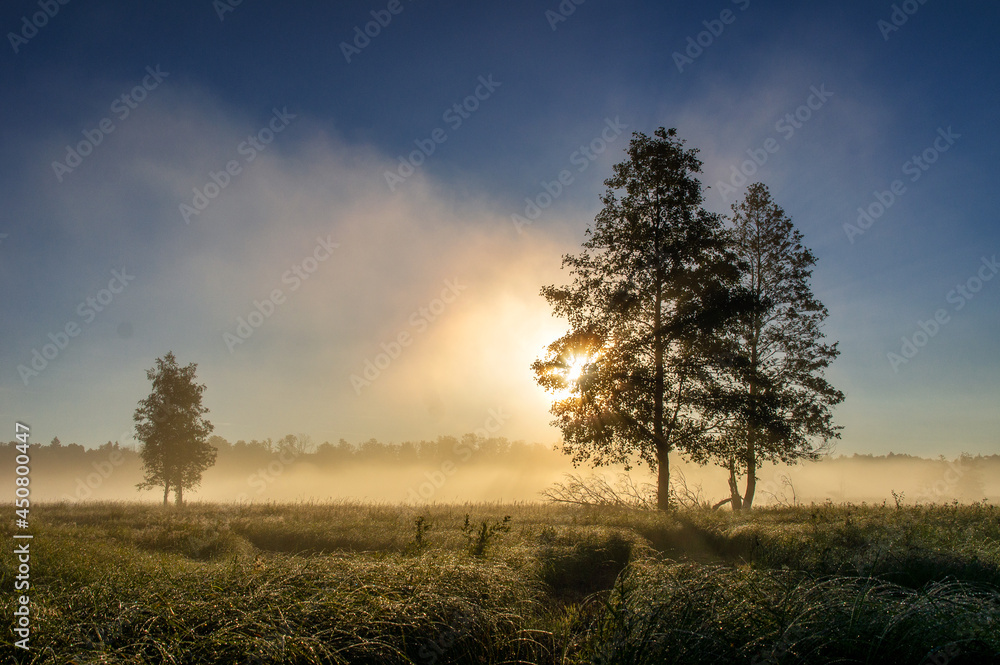 Obraz premium Białowieski Park Narodowy, Podlasie, Polska