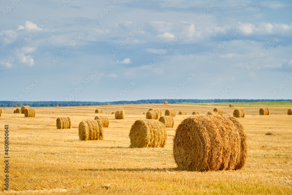 Stacks of straw on the field