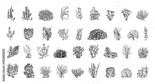 Photographie Collection of algae in sketch style