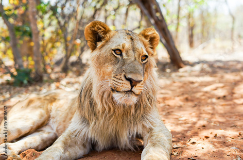 Fototapeta Naklejka Na Ścianę i Meble -  Male lion cub lying on the ground