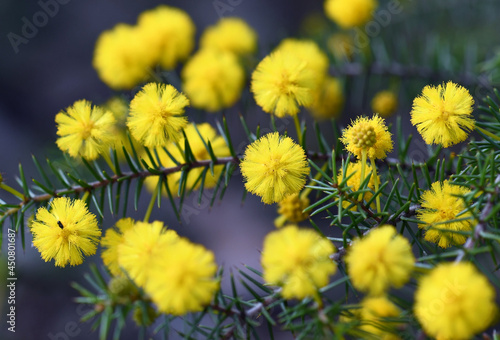 Close up of the yellow globular flowers and prickly leaves of the Australian native Hedgehog Wattle, Acacia echinula, family Fabaceae, growing in Sydney sclerophyll forest. Winter and spring flowering photo
