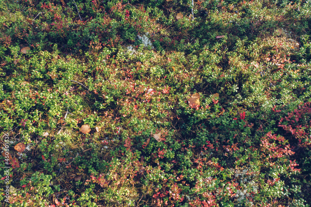Closeup of lingonberry, reindeer moss, lichen, twigs and pine needles, with mossy texture background. Arctic boreal zone, Karelia nature. Selective focus, blurred background stock photo Closeup of lingonberry, reindeer moss, lichen, twigs and pine needles, with mossy texture background. Arctic boreal zone, Karelia nature. Selective focus, blurred background stock photo