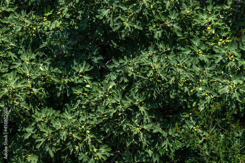 Fig Tree Full Frame Green Background