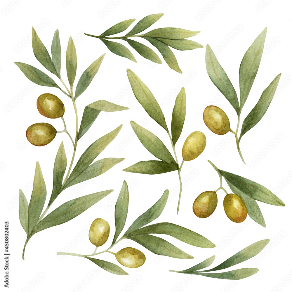 Watercolor illustrations with olive tree branches and olives fruits on white background, clip art, elements ideal for textile design, fabrics, wallpaper, scrapbooking, packaging, wrapping, paper