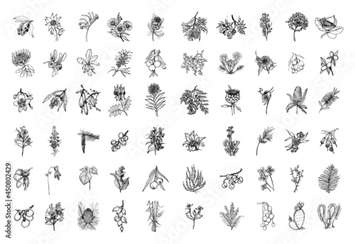 Collection of monochrome illustrations of Australia plants in sketch style. Hand drawings in art ink style. Black and white graphics.