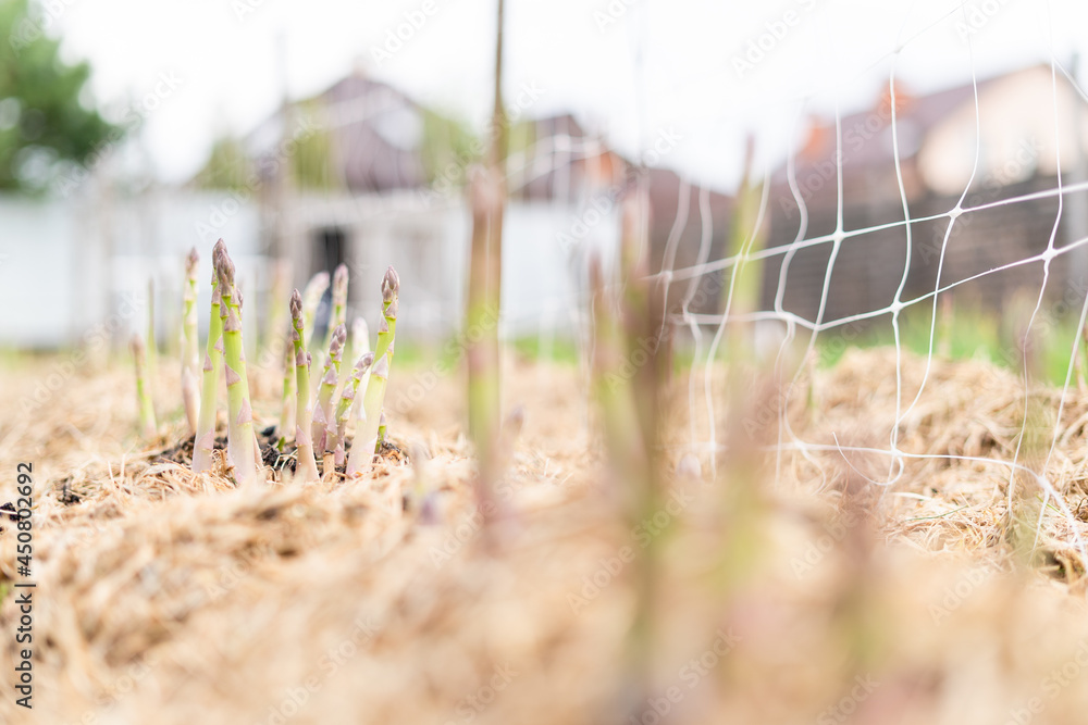 Growing green asparagus for home consumption. The bed is covered with mulch, the first spring harvest Growing green asparagus for home consumption. The bed is covered with mulch, the first spring harvest