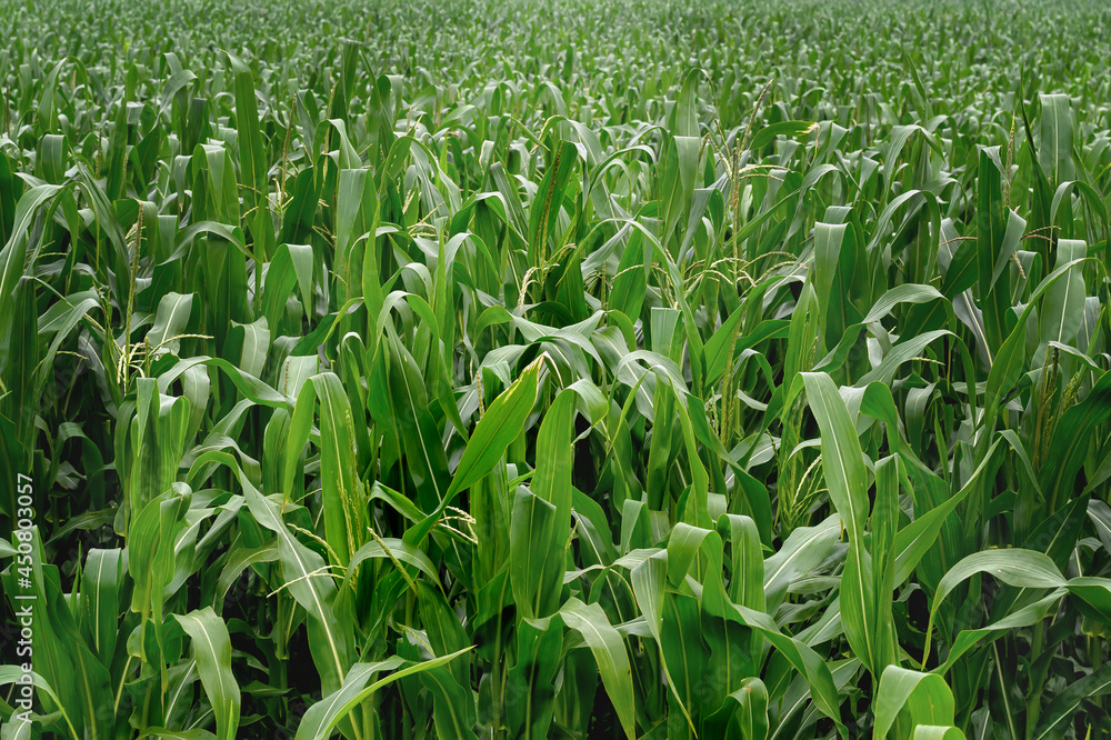 close-up of corn field with buds and tassels in the morning close-up of corn field with buds and tassels in the morning