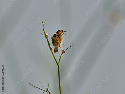 Zitting cisticola, Cisticola juncidis, perched on some branches, in the outskirts of Xativa, Spain. photo