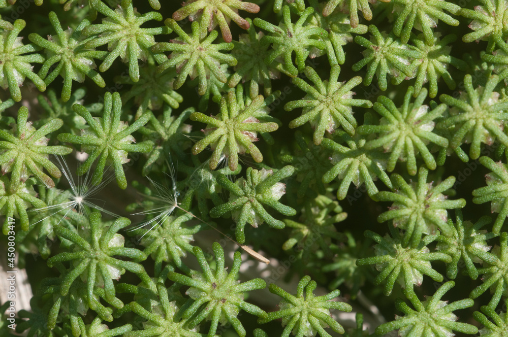 Marchantia polymorpha liverwort Marchantia polymorpha liverwort
