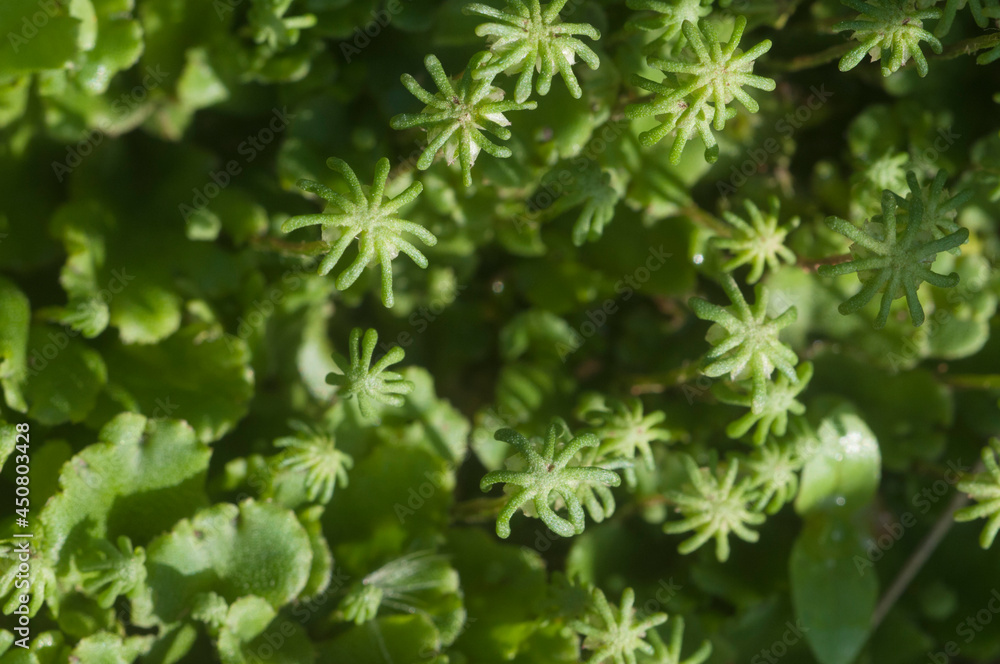 Marchantia polymorpha liverwort Marchantia polymorpha liverwort