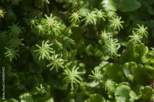 Marchantia polymorpha liverwort