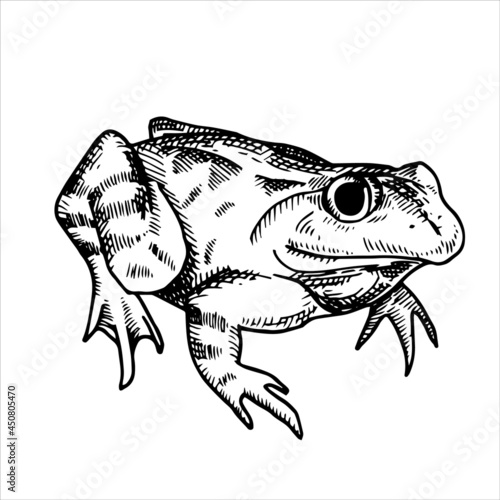 vector black and white drawing in vintage style. frog  toad. frog isolated on white background. element of halloween  witchcraft  magic.