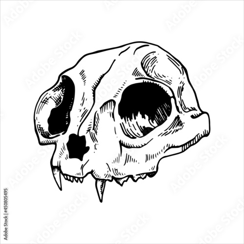 vector black and white drawing in vintage style. cat skull. animal skull isolated on white background. element of halloween, witchcraft, magic.