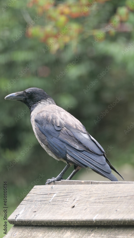 Fototapeta premium crow on the fence