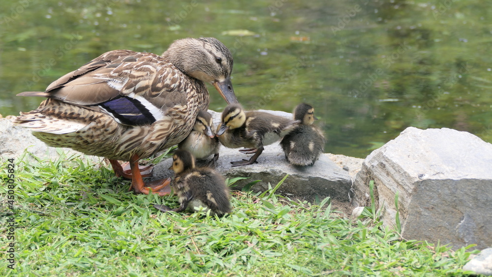 duck and ducklings duck and ducklings