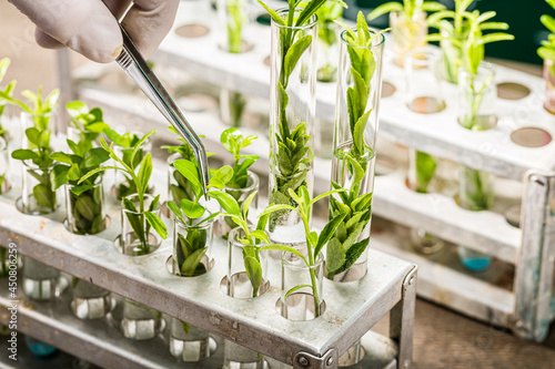 School lab exploring methods of plant breeding. Practical chemistry classes. photo