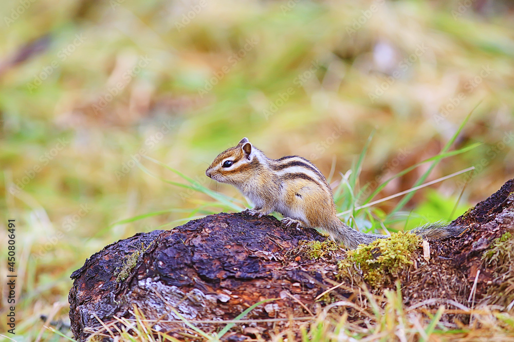 Chipmunk animal in the wild little cute squirrel Chipmunk animal in the wild little cute squirrel