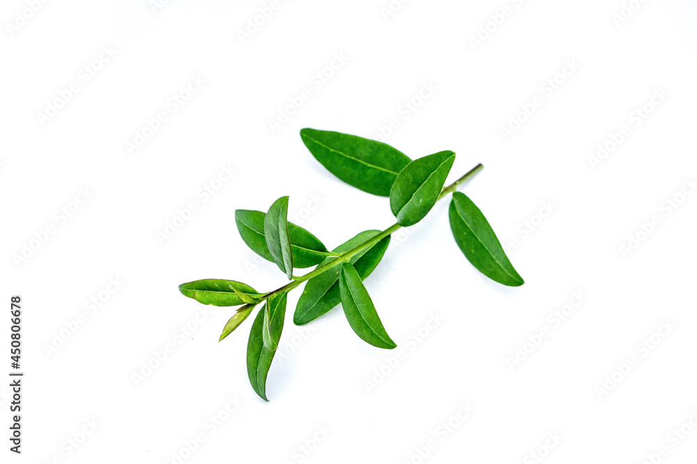 Fototapeta premium Privet leaf isolated on white background
