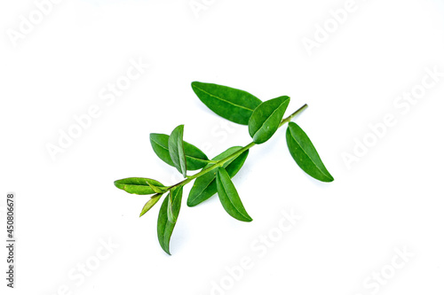 Privet leaf isolated on white background © oxie99
