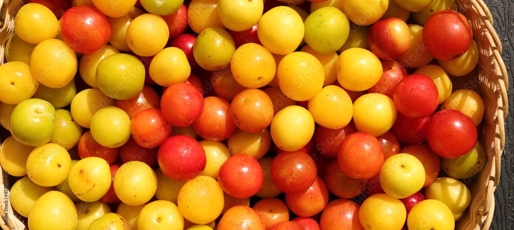 freshly harvested red and yellow mirabelle plums freshly harvested red and yellow mirabelle plums