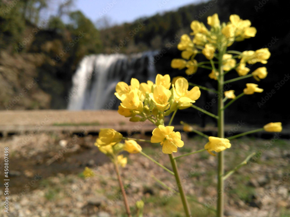 yellow flowers in the waterfall yellow flowers in the waterfall