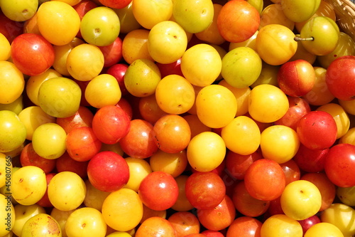 freshly harvested red and yellow mirabelle plums 