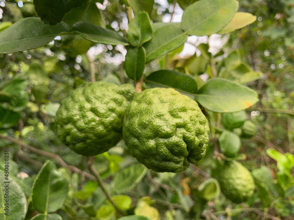 Citrus auraria Michel or kaffir lime on the tree Citrus auraria Michel or kaffir lime on the tree