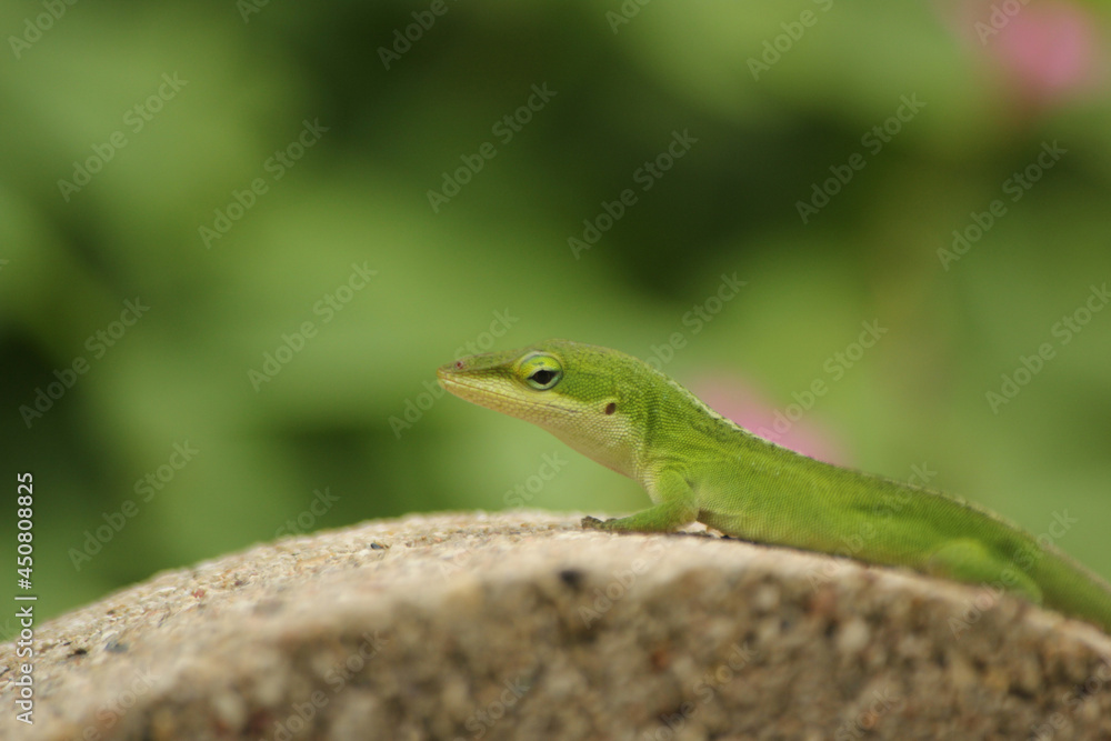 Green Anole Lizard Anolis carolinensis Shallow DOF Green Anole Lizard Anolis carolinensis Shallow DOF
