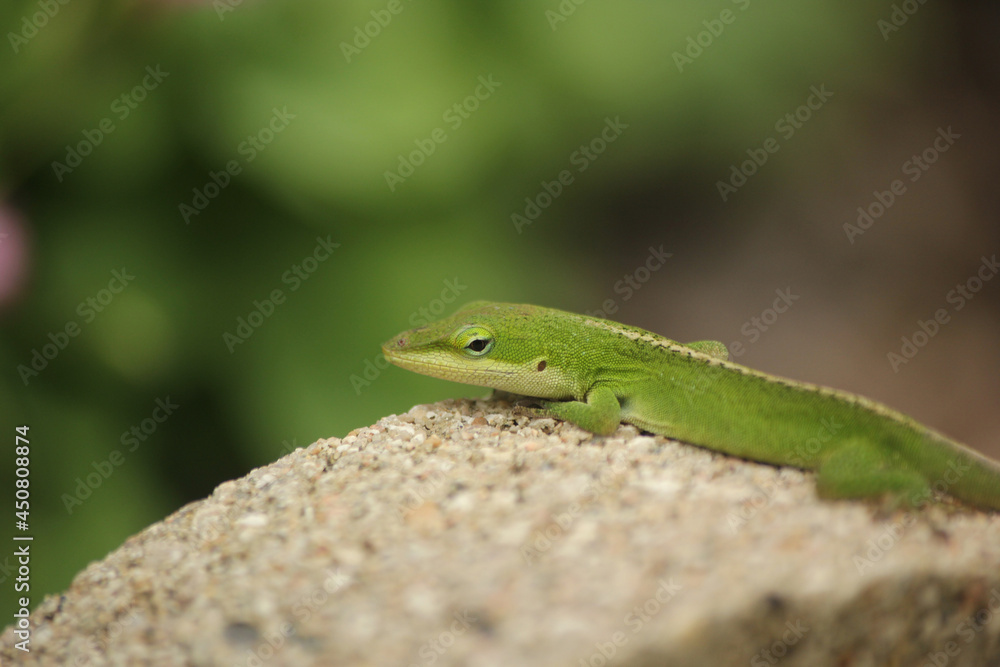 Green Anole Lizard Anolis carolinensis Shallow DOF Green Anole Lizard Anolis carolinensis Shallow DOF