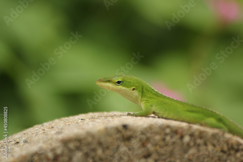 Green Anole Lizard Anolis carolinensis Shallow DOF © LMPark Photos
