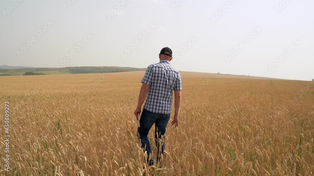 Back view Male farmer with digital tablet walks along the field of wheat Back view Male farmer with digital tablet walks along the field of wheat