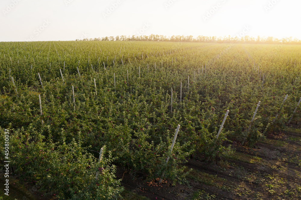 Fototapeta premium Aerial view of the apple orchard