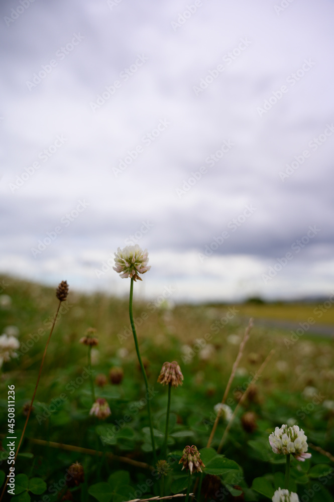 field of dandelions field of dandelions