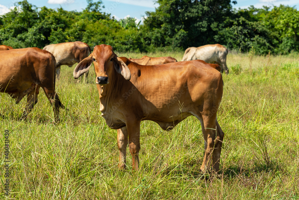 Cow on a green meadow Pasture for cattle, Cow in the countryside outdoors, Cows graze on a green summer meadow in Thailand, Rural landscapes with cows on summer pasture. Cow on a green meadow Pasture for cattle, Cow in the countryside outdoors, Cows graze on a green summer meadow in Thailand, Rural landscapes with cows on summer pasture.