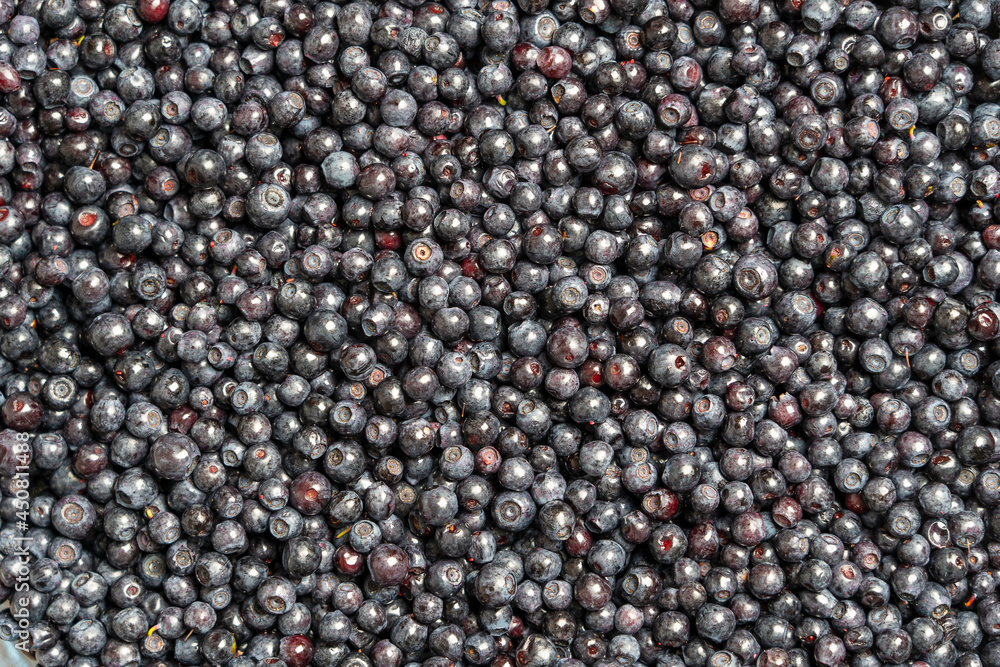 Surface covered with a layer of wild forest blueberry, close up Surface covered with a layer of wild forest blueberry, close up