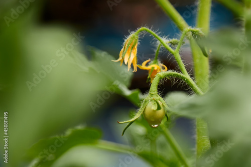 The first fruit and flowering of a red tomato, a small drop on a tomato after a summer rain.