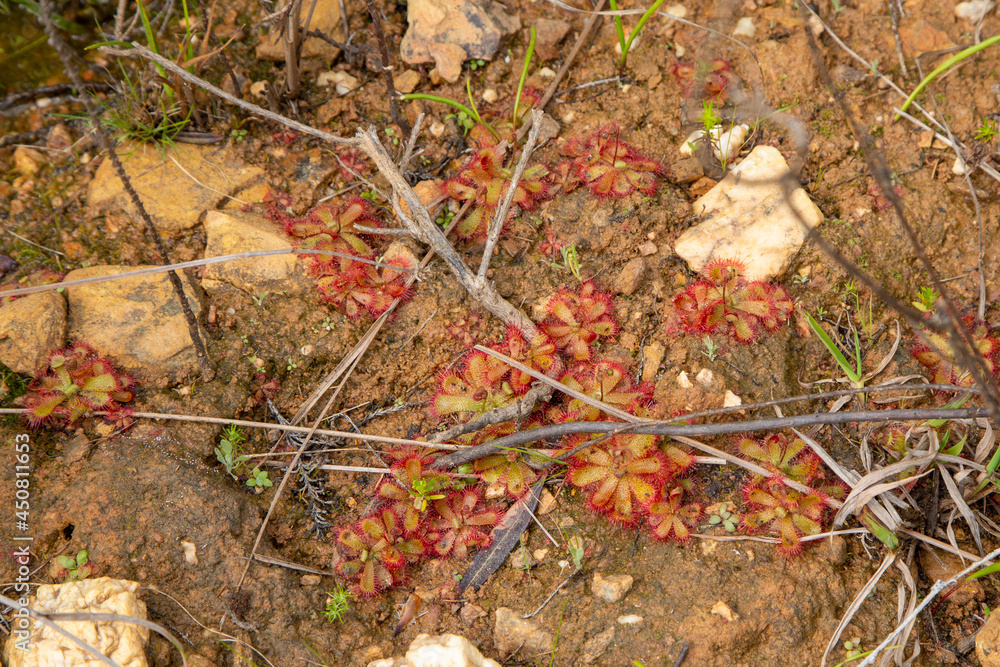 Drosera trinervia, a carnivorous plant, in natural habitat close to Tulbagh in the Western Cape of South Africa Drosera trinervia, a carnivorous plant, in natural habitat close to Tulbagh in the Western Cape of South Africa
