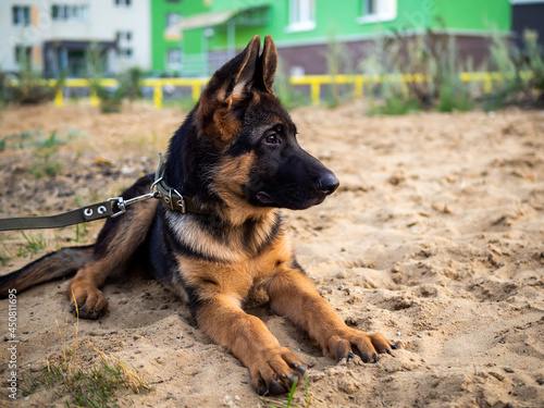 Portrait of a German Shepherd puppy.