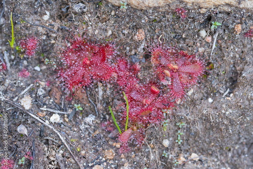 Group of the Sundew Drosera trinervia taken in natural habitat close to tulbagh in the Western Cape