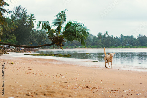 The street dog stands out from the crowd and walks alone on the quiet beach surface 