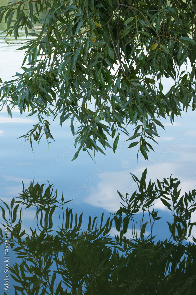 Green tree brunches, blue sky and white clouds reflected in the water. Green tree brunches, blue sky and white clouds reflected in the water.