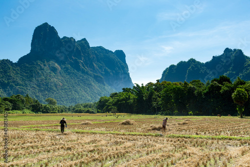 Myanmar (formerly Burma). Kayin State (Karen State). Hpa Han. Work in the rice fields