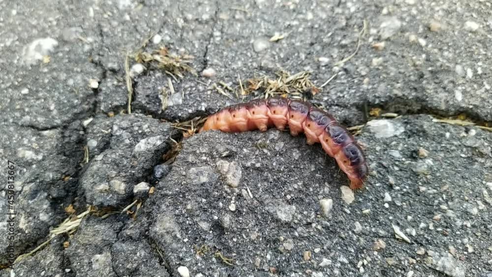 caterpillar is poking around in the asphalt halfway into it caterpillar is poking around in the asphalt halfway into it